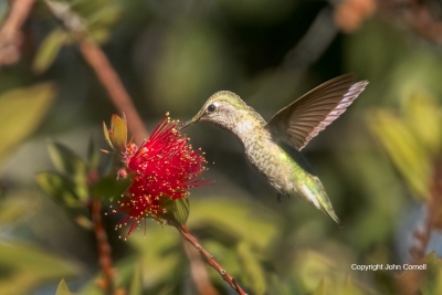Archilochus-alexandri;Black-chinned-Hummingbird;Flying-Bird;Hummingbird;Photogra